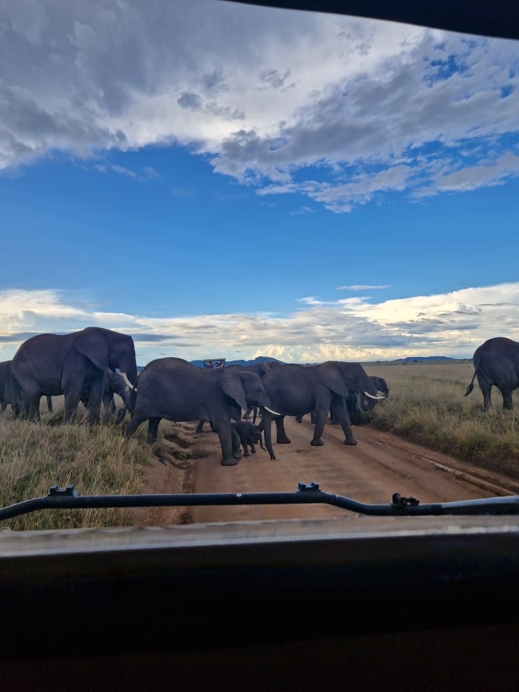 Elephants crossing over safari dirt track