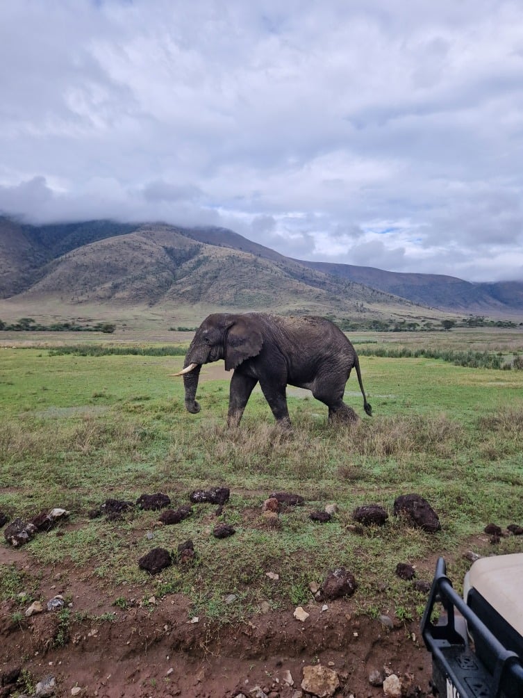 African elephant