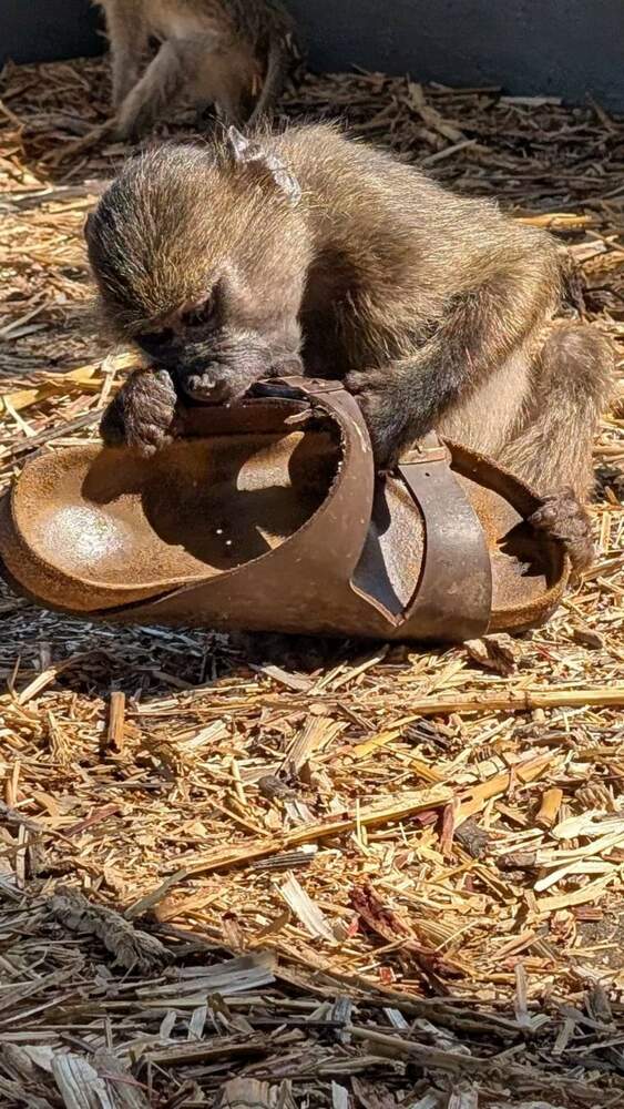 Monkey playing with sandal