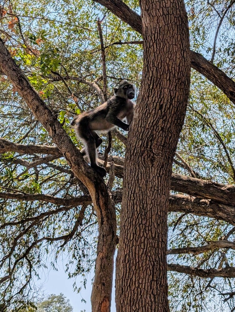 Monkey climbing tree