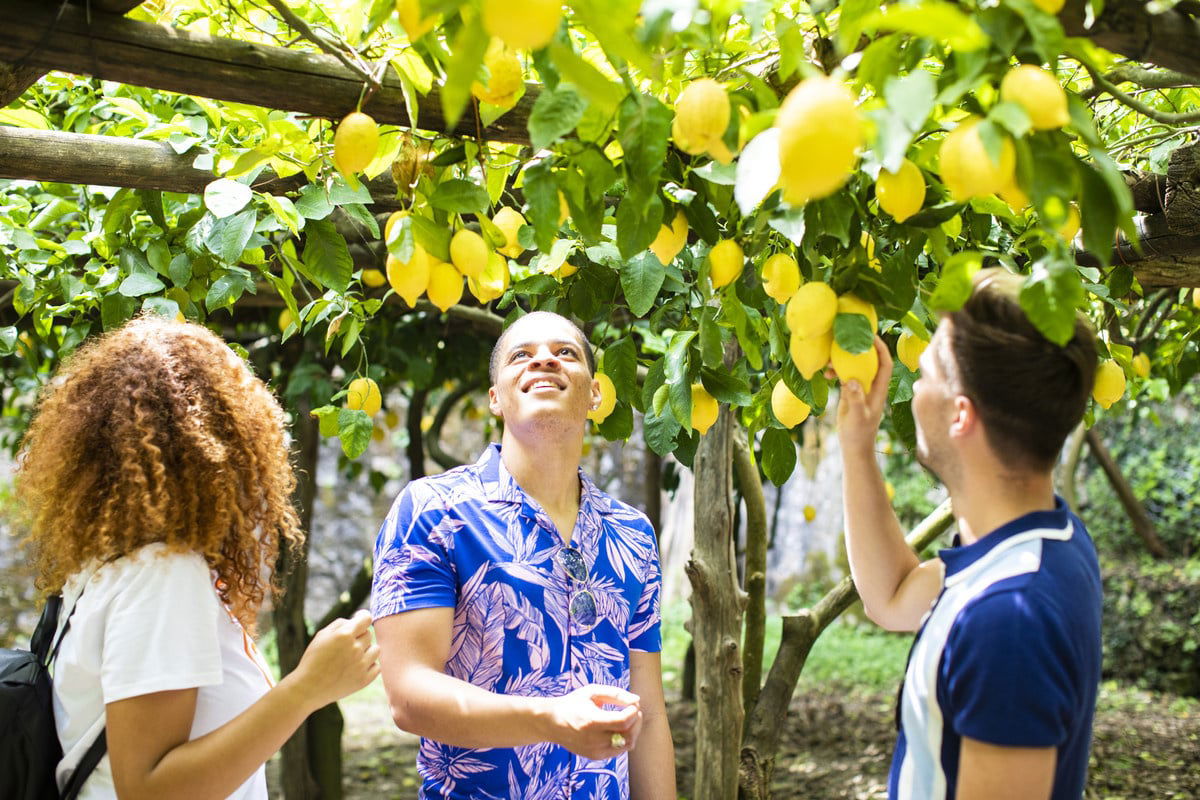 Visit a lemon farm and learn about limoncello