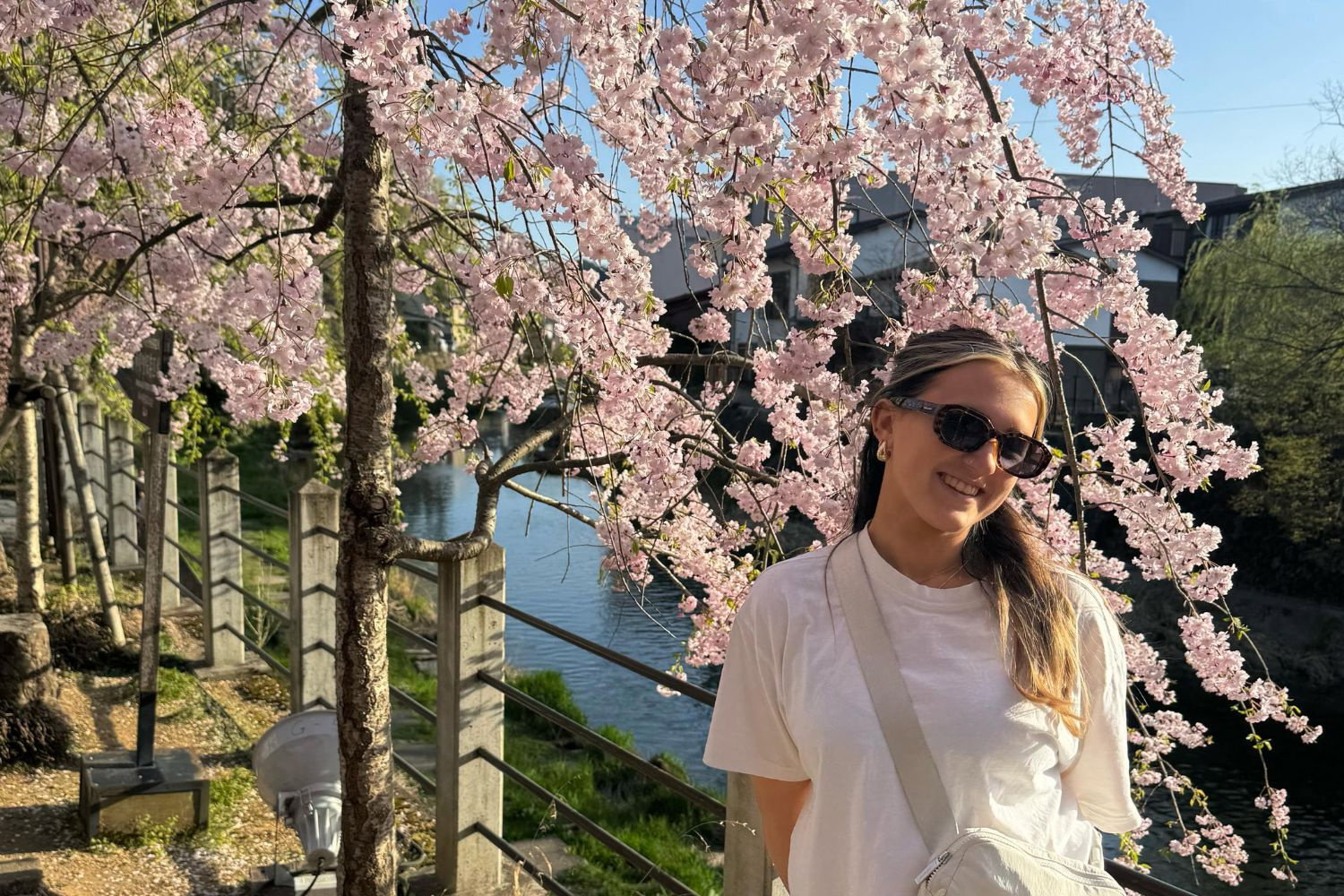 Traveller stood by cherry tree in Japan