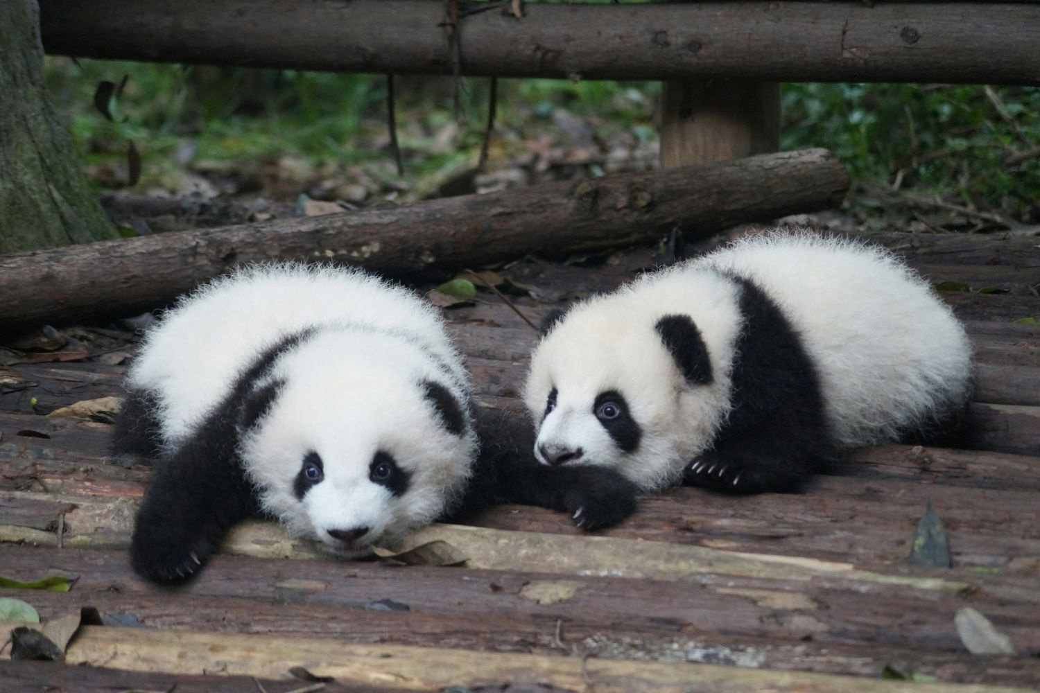 Baby pandas lying on floor at Chengdu panda research centre