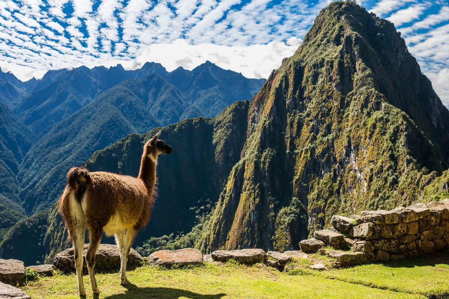Llama looking out over Machu Picchu