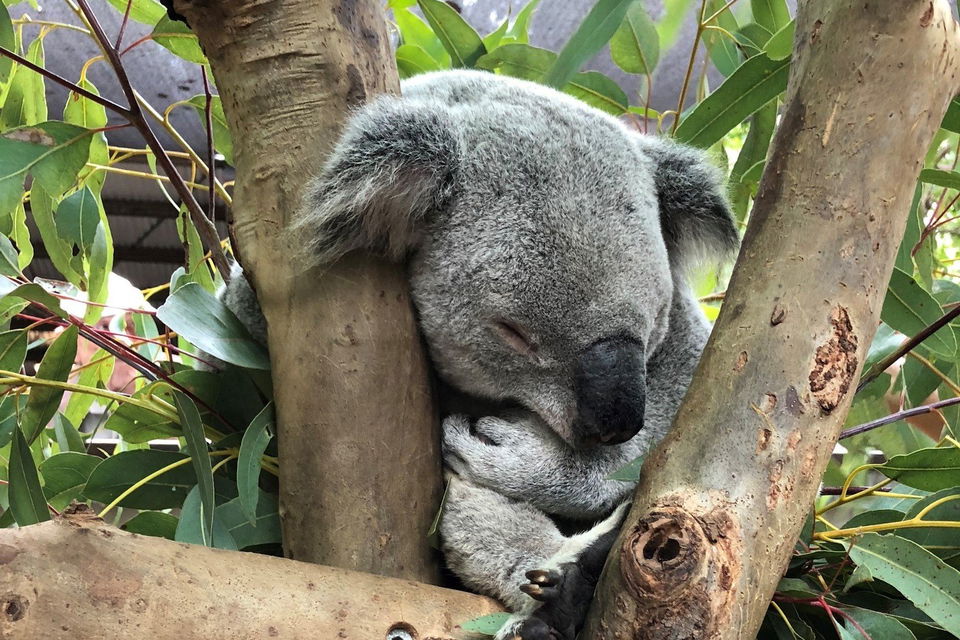 Meet the locals on Magnetic Island!