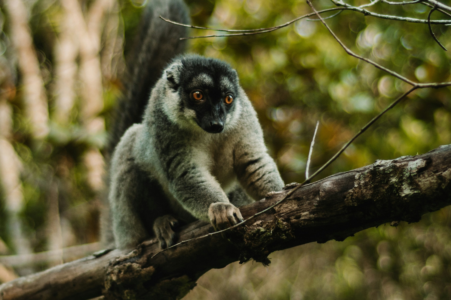 Lemur in Madagascar 