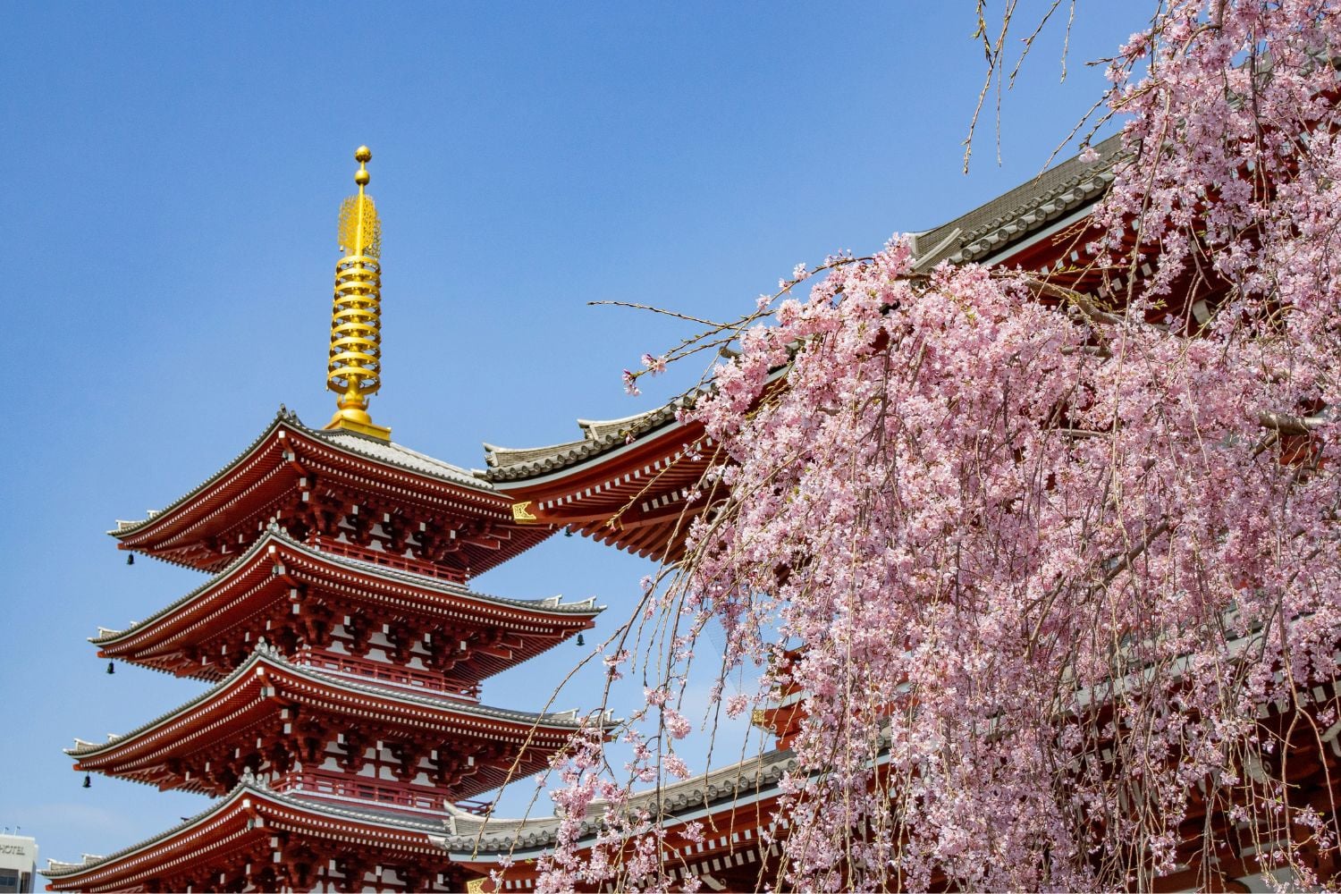 Temple in Japan surrounded by cherry blossom