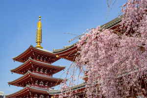 Temple in Japan surrounded by cherry blossom