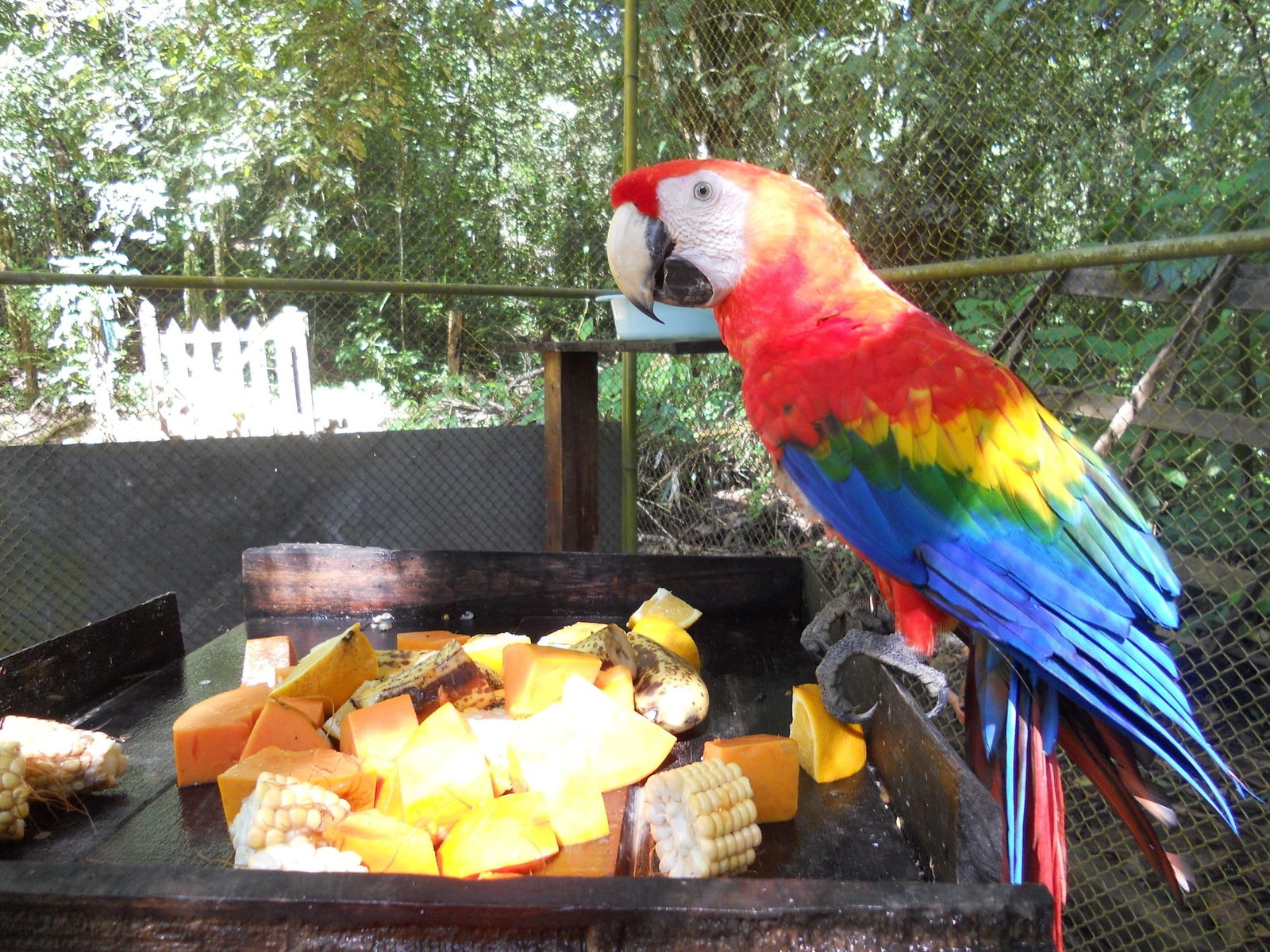 Wildlife Conservation in Costa Rica