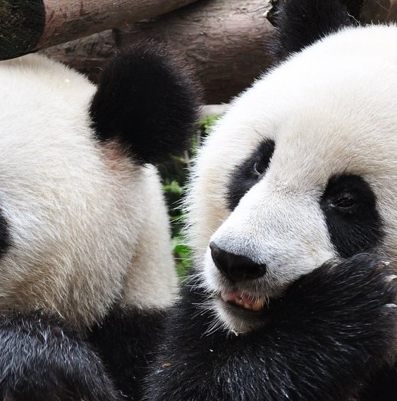 Panda Volunteering & Adventure China