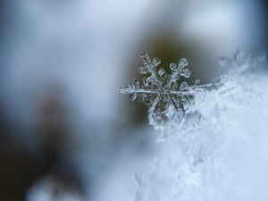 Snow flake 