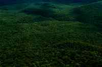 An aerial view of a large, densely vegetated forest