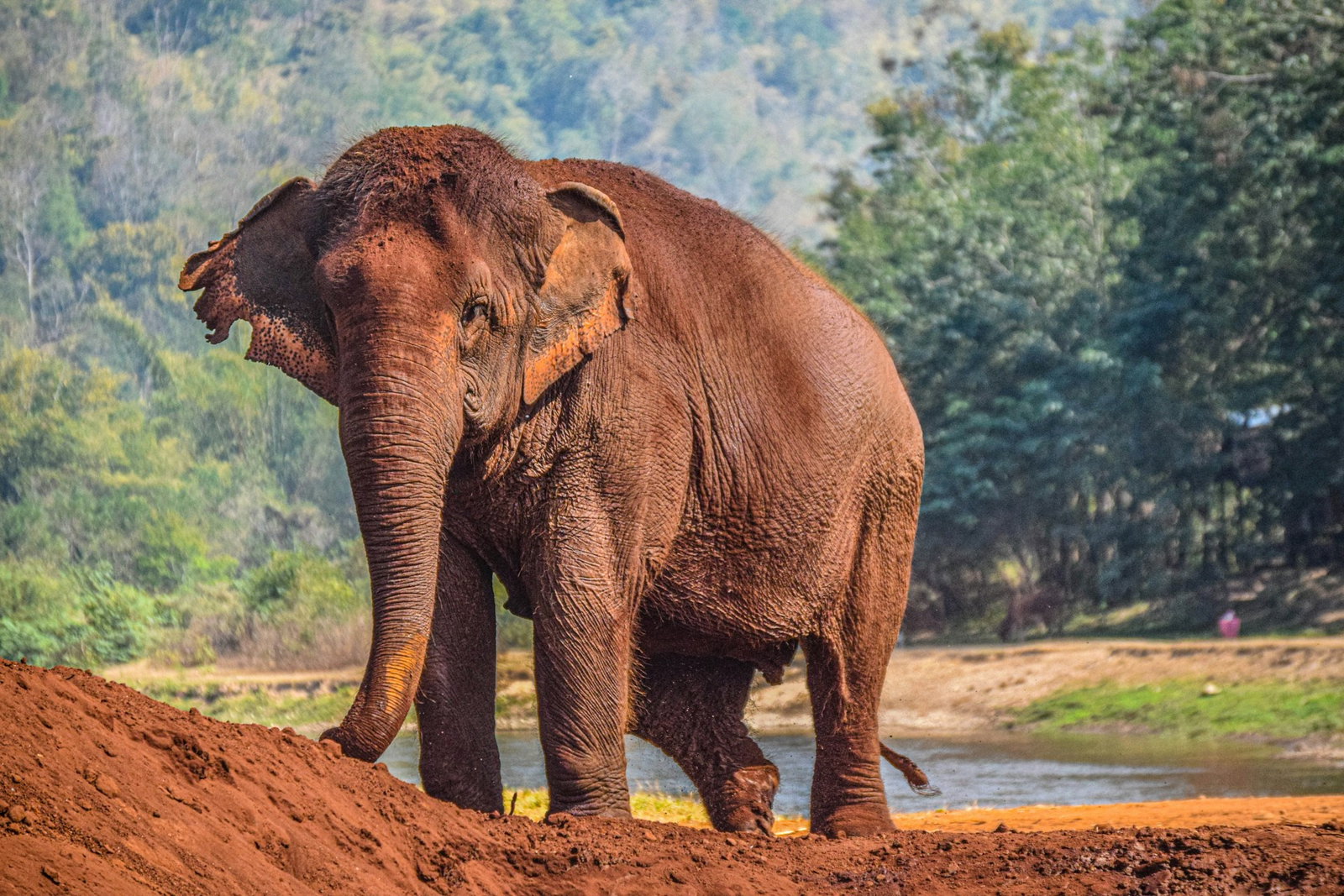 Adult elephant on dirt hill surrounded by forest and river stream, Thailand