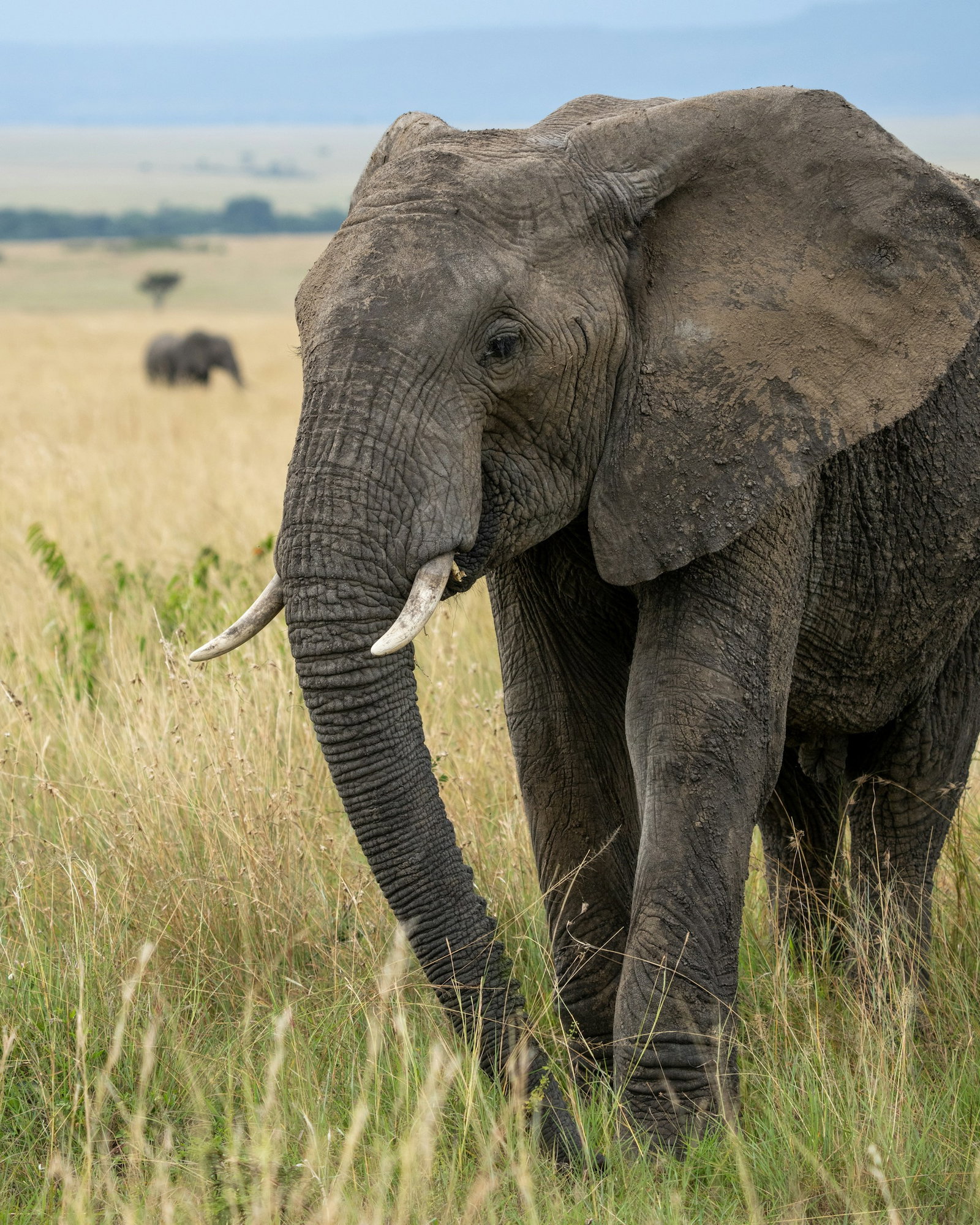 African elephant chilling in dry savannah stretches with another elephant and shrubbery in the distance