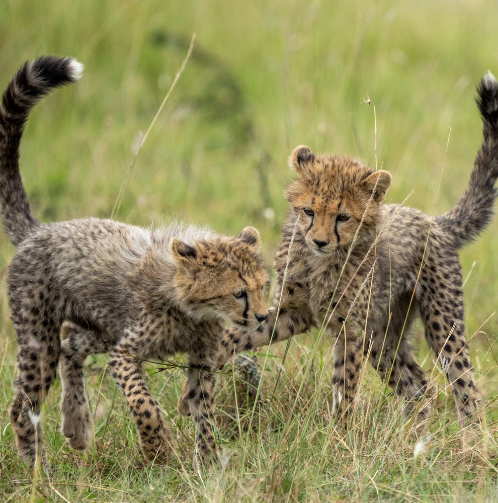 Two Cheetah cubs playing together in long grass