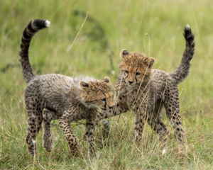 Two Cheetah cubs playing together in long grass