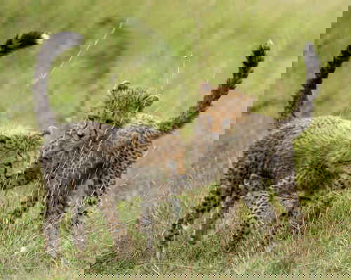 Two Cheetah cubs playing together in long grass