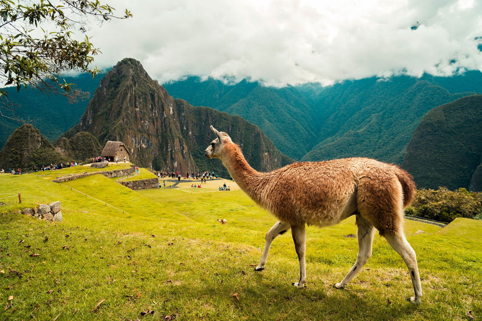 Alpaca on green grass with mountains in the background