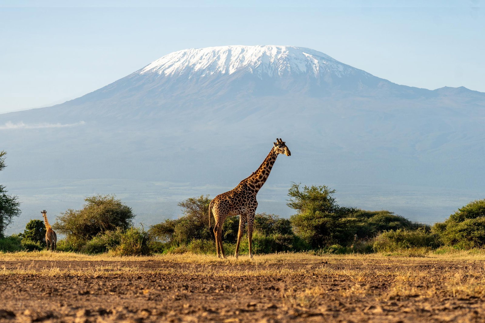 Giraffe wandering in front of Mount Kilimanjaro with shrubbery in background on a clear day