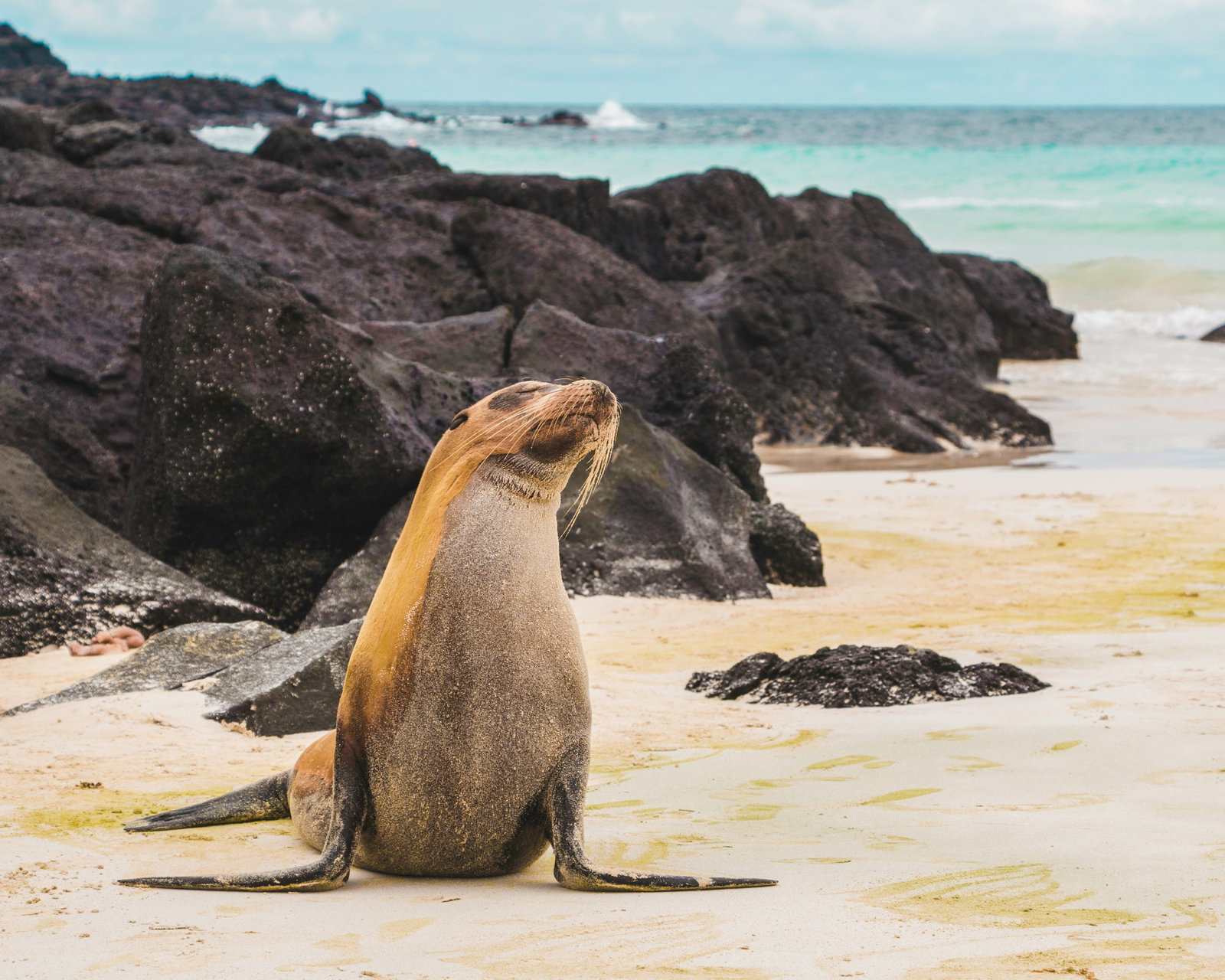 Sea lion on beach on Galapagos Island