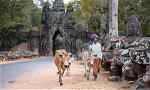 A Cambodian person talking cows down a road past an ancient temple