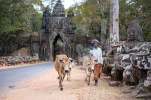 A Cambodian person talking cows down a road past an ancient temple