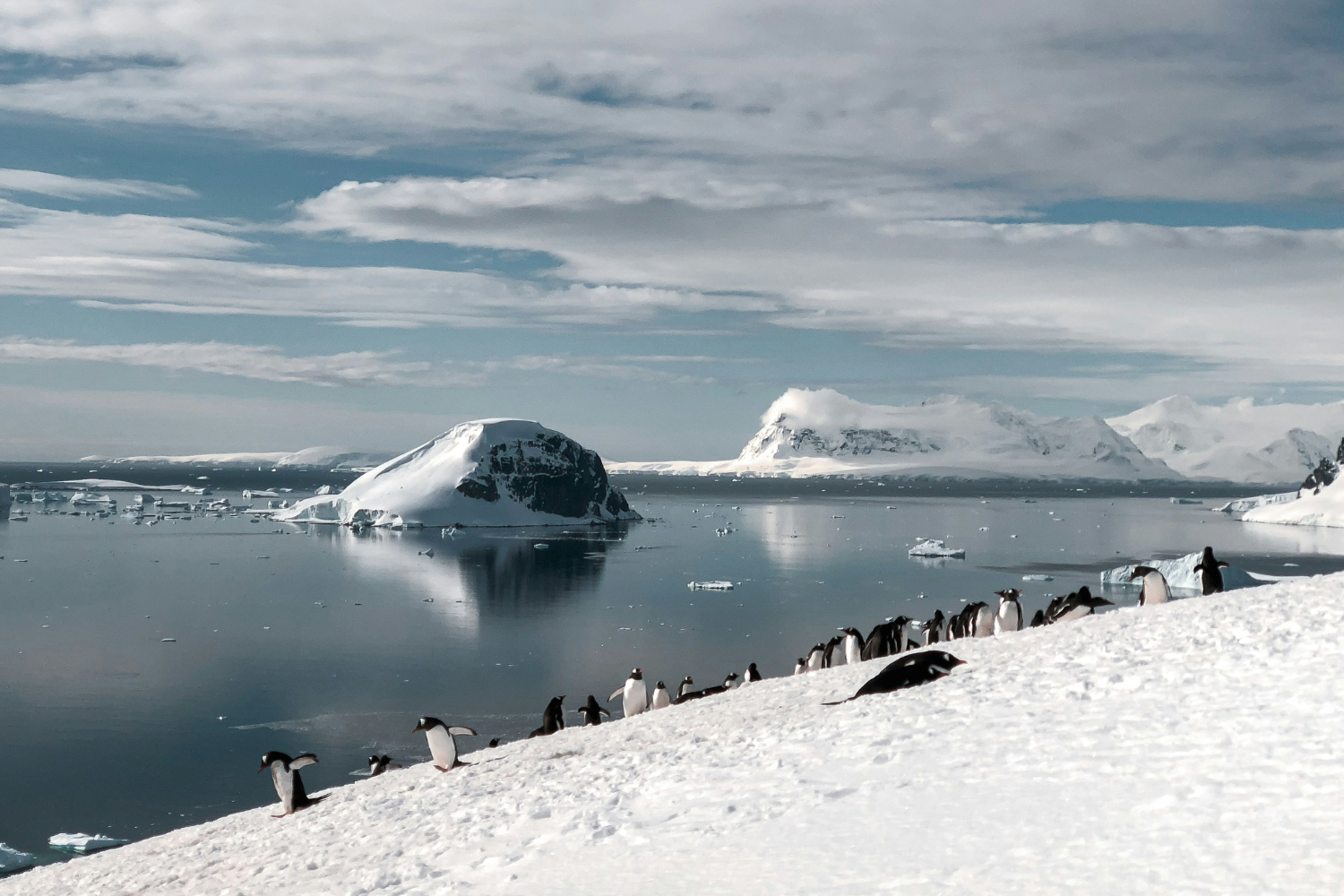 Penguins at the Antarctic Peninsula