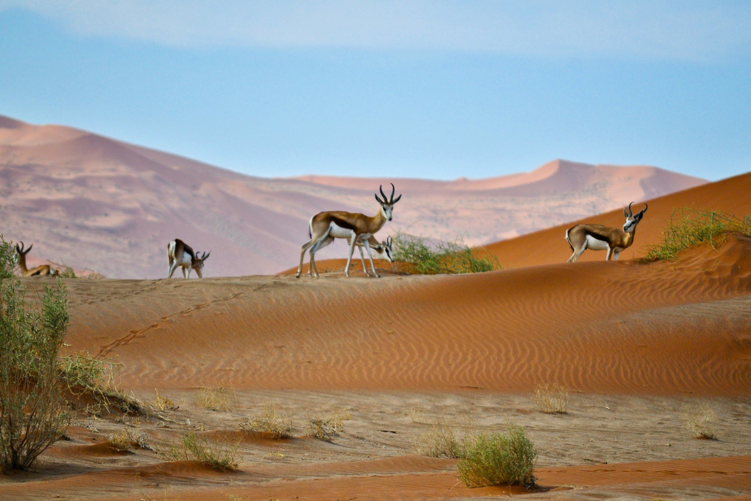 Antelope in Namib Desert