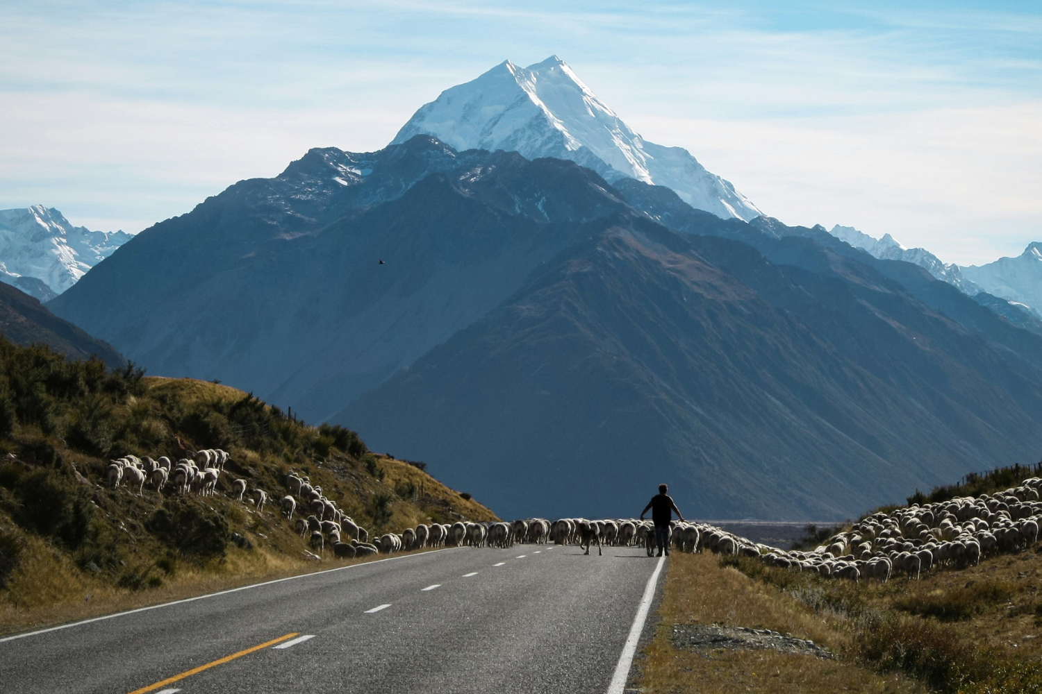Sheeps blocking the road in New Zealand with view of Mount Cook in the background