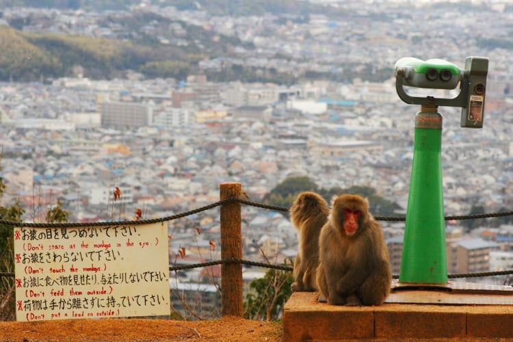 Monkeys in Arashiyama