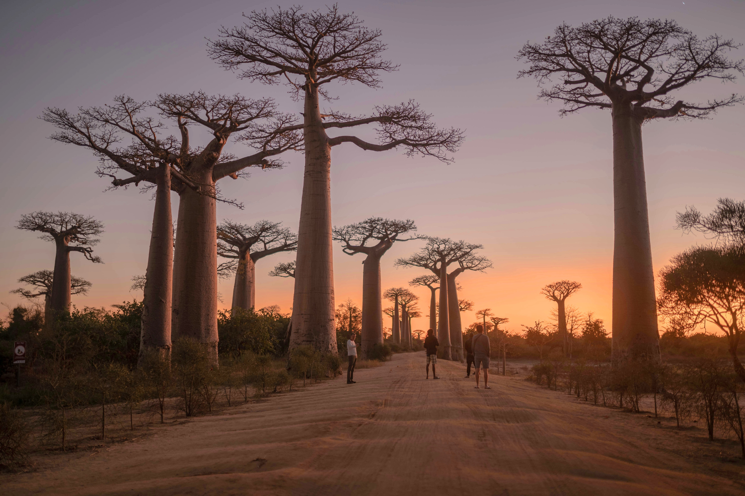 Avenue of the Baobabs at sunset