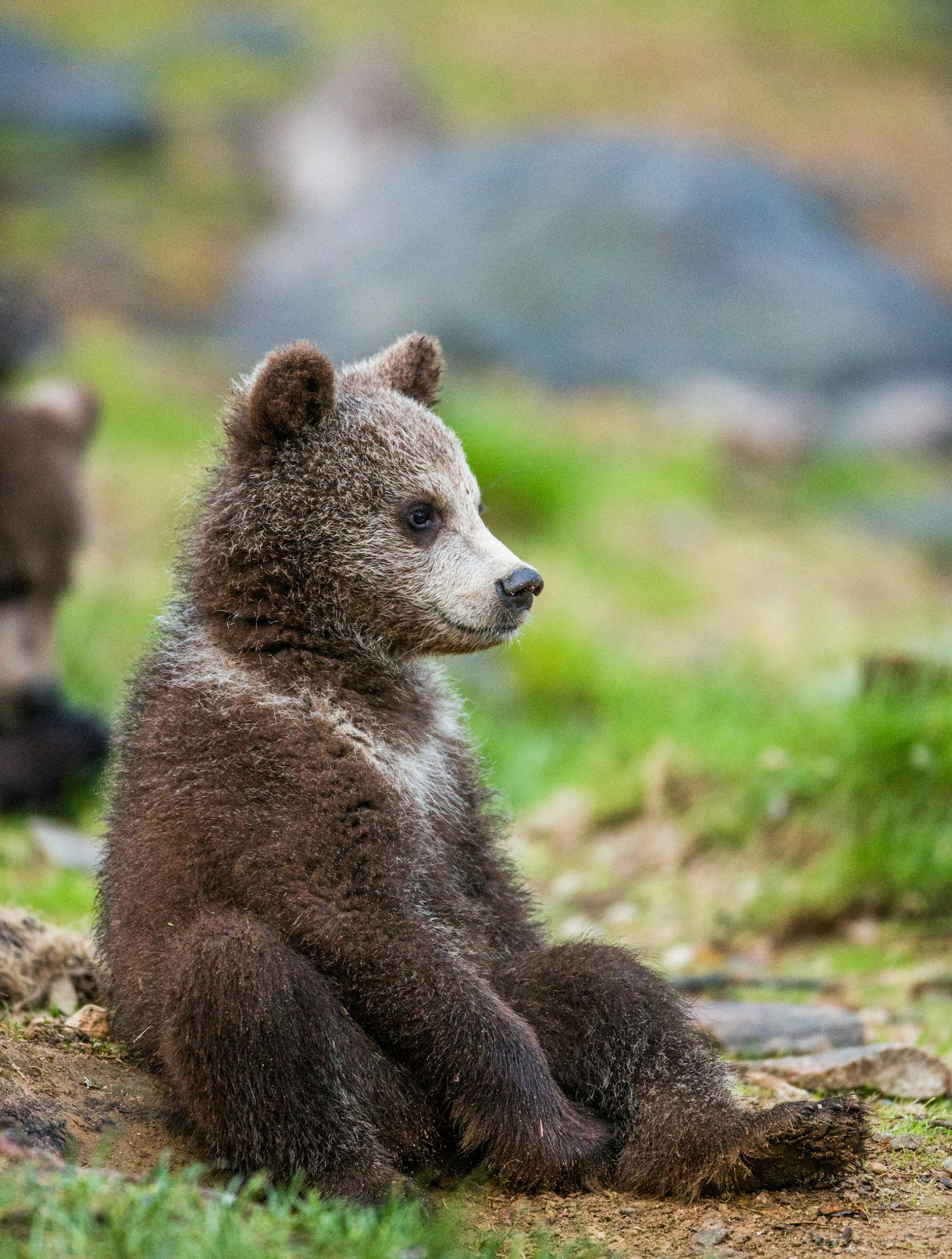 Baby grown grizzly bear cub facing the side with mother blurred in the background