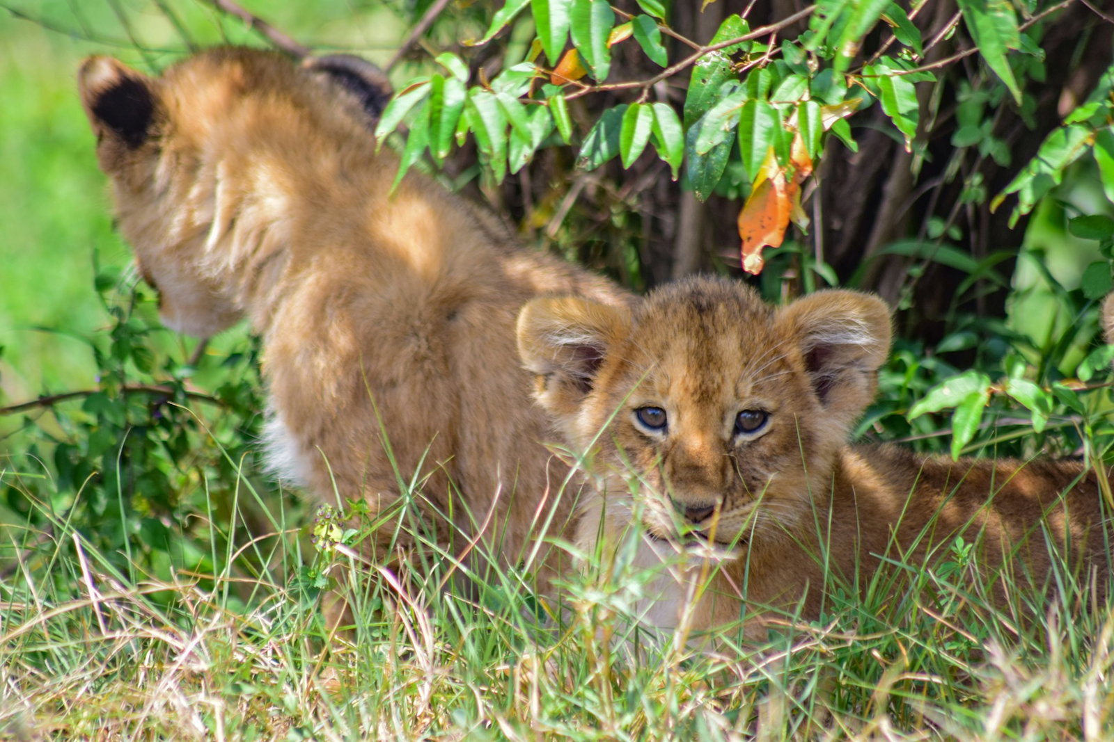 Two baby lion cubs, one turned away and one facing the camera, nestled under a green tree bush and hiding in the grass