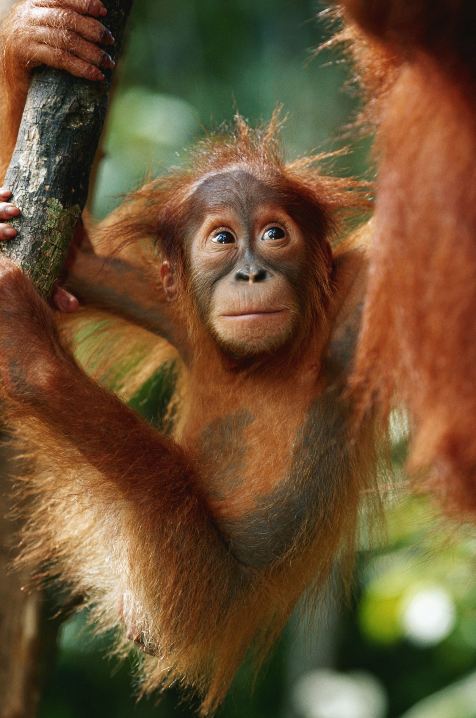 Baby orangutan looking up and clinging onto tree branch