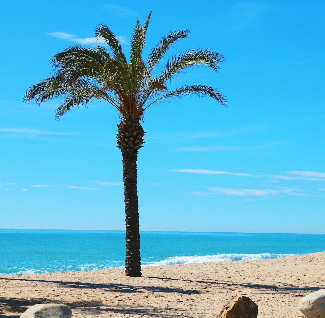 Golden sand with single palm tree and sapphire ocean on sunny day