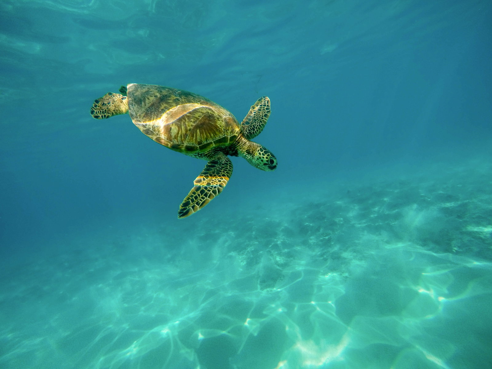 turtle swimming in the ocean in the maldives