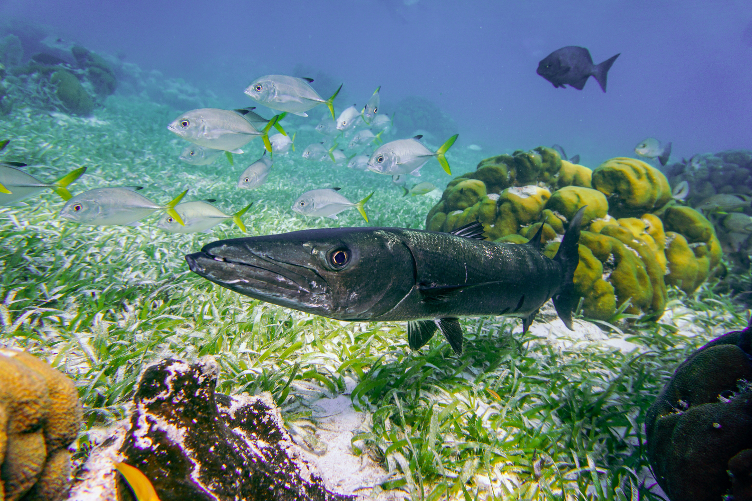 Barracuda spotted swimming in the Belize Barrier Reef