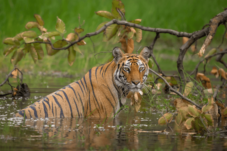 Bengal Tiger Chitwan National Park