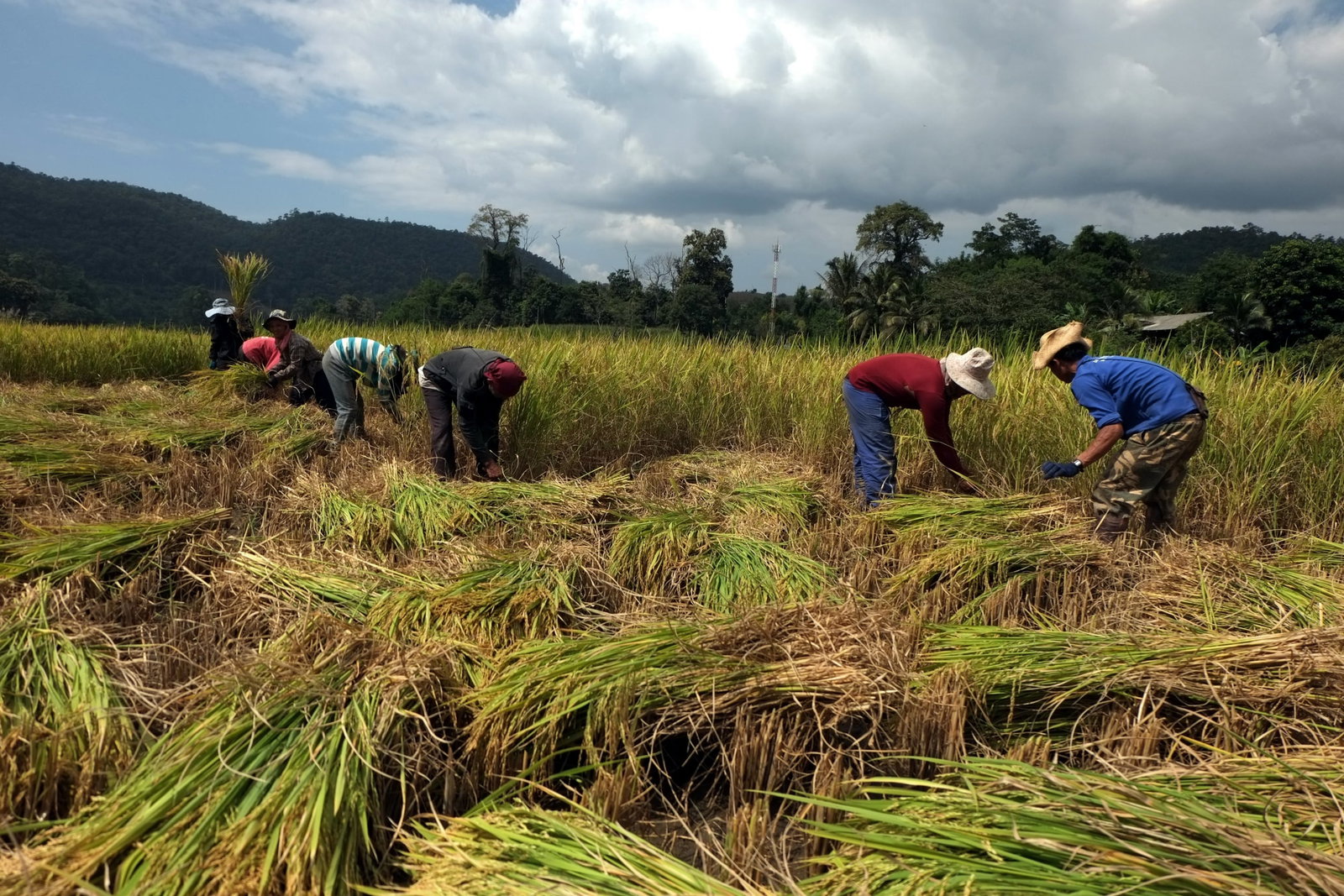 A group of people harvesting rice