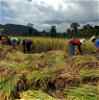 A group of people harvesting rice
