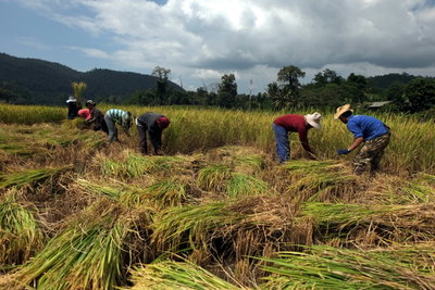 A group of people harvesting rice