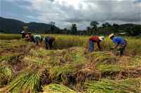 A group of people harvesting rice