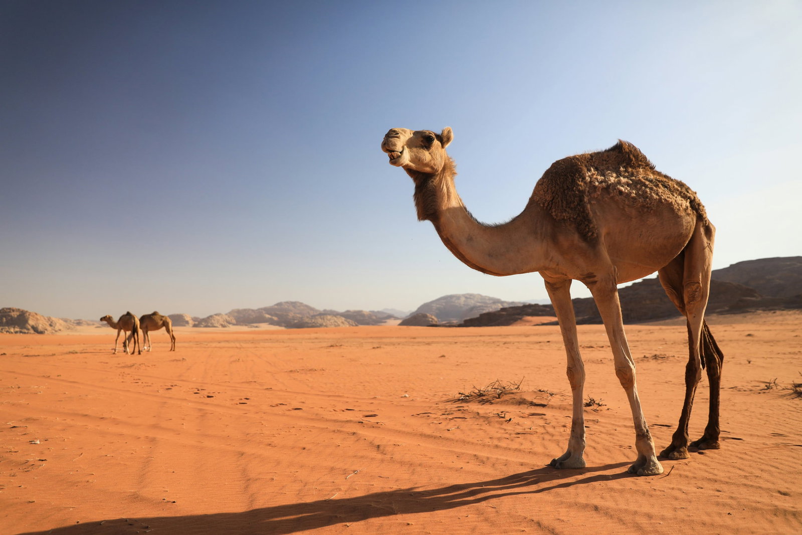 Camel in Wadi Rum Desert in Jordan
