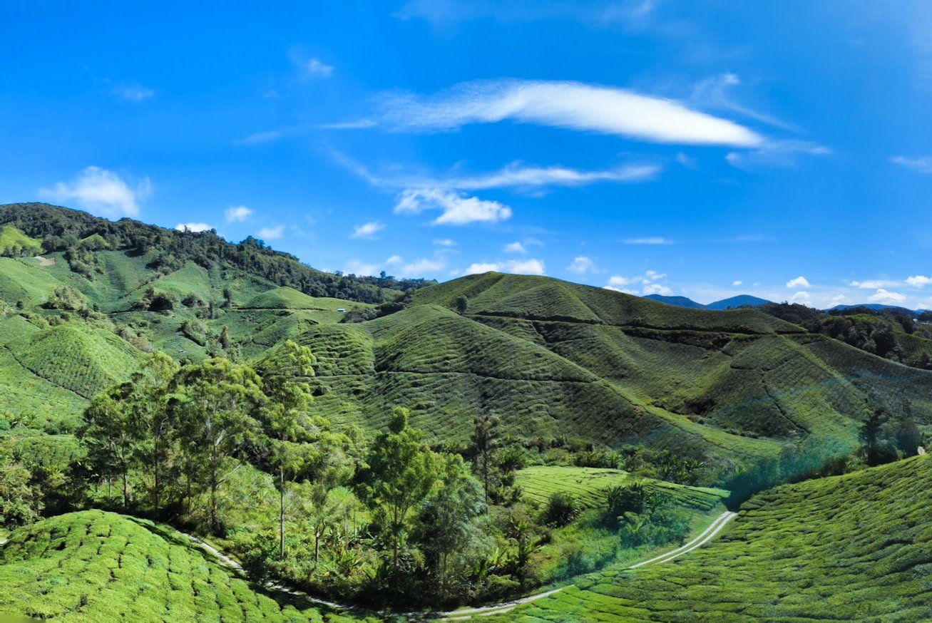 Rolling emerald hills and tea plantations of the Cameron Highlands on a clear day with blue skies and some clouds