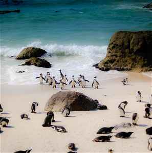 Penguins on Boulders Beach in Cape Town 