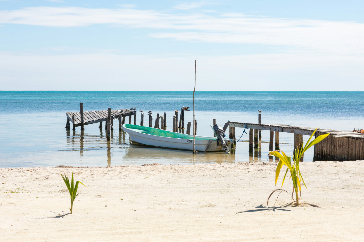 Fishing boat by dock and baby palm trees on the beach in Caye Caulker in Belize
