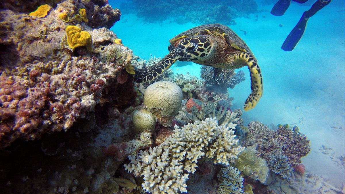 Turtle climbing up a reef in the Great Barrier Reef, Queensland, Australia