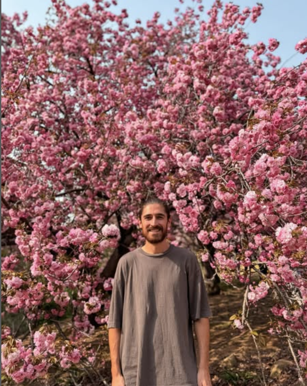 Traveller in front of pink Cherry Blossom in South Korea
