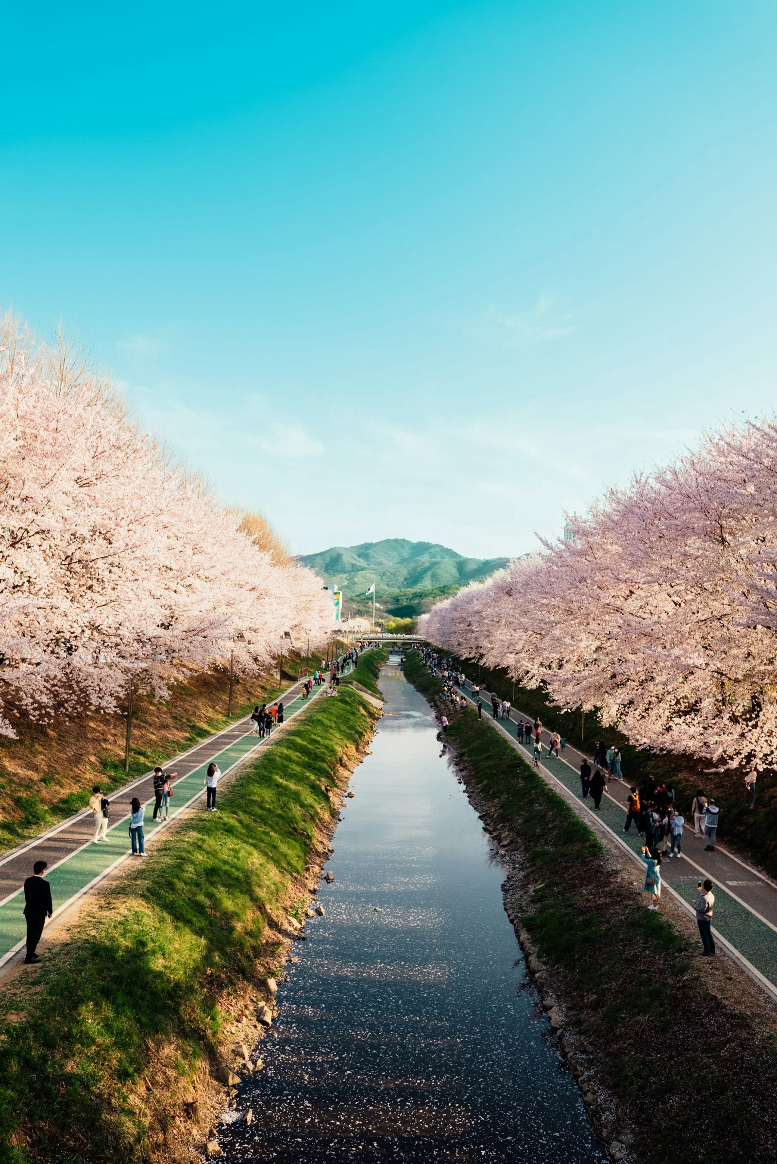 Cherry blossom trees and pedestrian paths by rive with valley in distance under clear blue skies