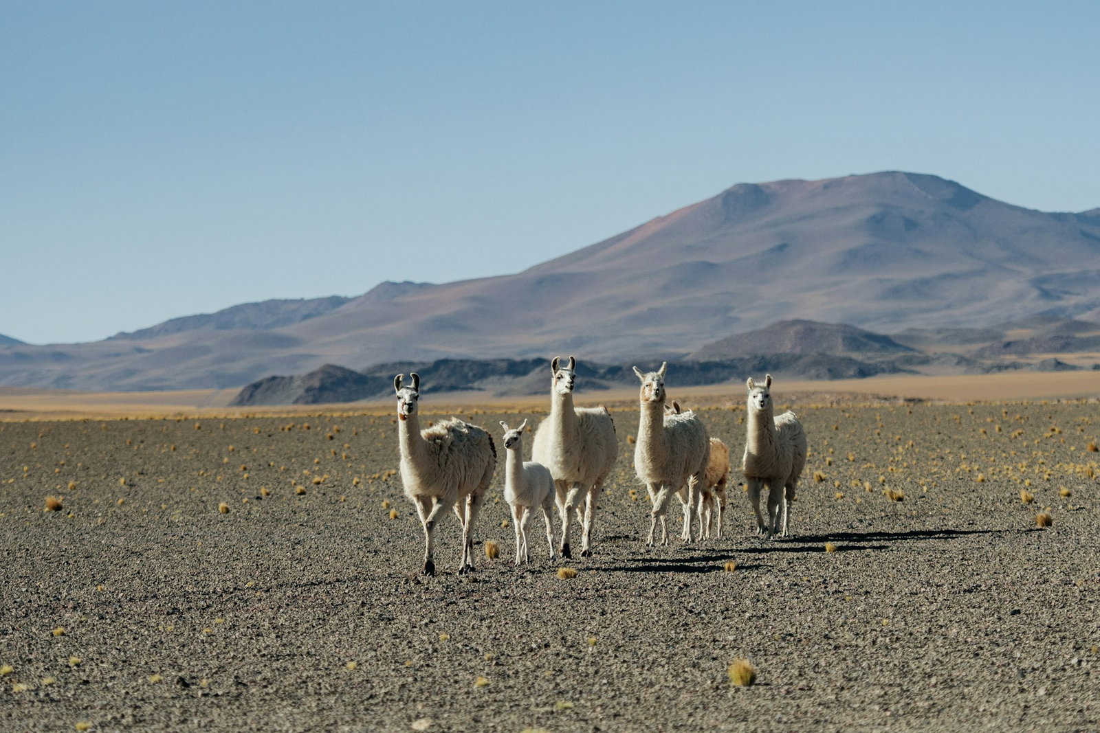 Llamas in chile Desert